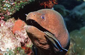Cleaner Common Wrasse cleaning Yellow-margined moray eel