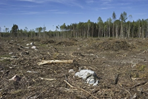Clear-cutting of coniferous forests