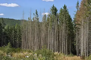 Clear-cutting in front of dead and severely damaged spruce trees