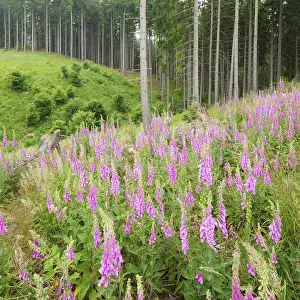 Clear cutting in a spruce forest