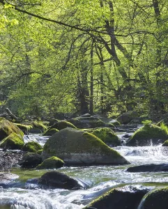 A clear forest river with lush green foliage and sunlight shining through the trees