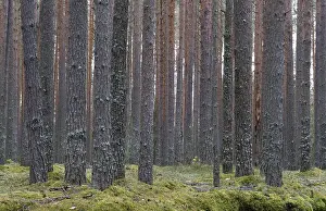 Clear pine autumn forest on a cloudy day