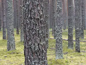 Clear pine autumn forest on a cloudy day