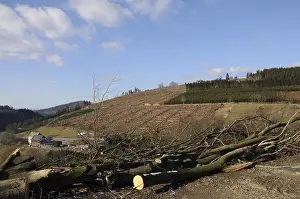 Cleared area following storm damage after the Kyrill storm in Sauerland