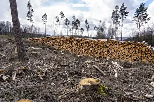 Cleared forest in the Arnsberg Forest near Warstein-Sichtigvor