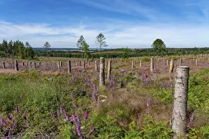 Cleared forest in the Eggegebirge