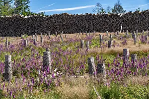 Cleared forest in the Eggegebirge