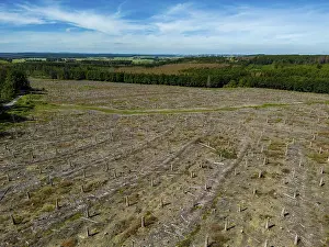 Cleared forest in the Eggegebirge