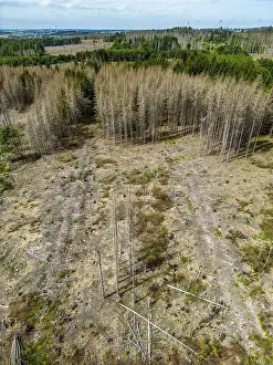 Cleared forest in the Eggegebirge