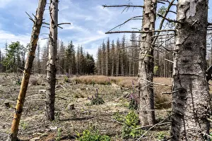 Cleared forest in the Eggegebirge
