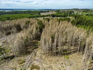 Cleared forest in the Eggegebirge