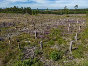 Cleared forest in the Eggegebirge
