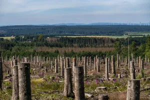 Cleared forest in the Eggegebirge