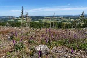 Cleared forest in the Eggegebirge