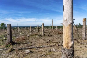 Cleared forest in the Eggegebirge