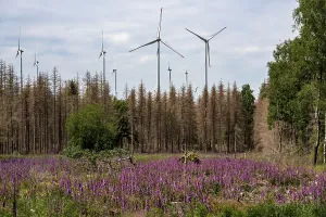 Cleared forest in the Eggegebirge