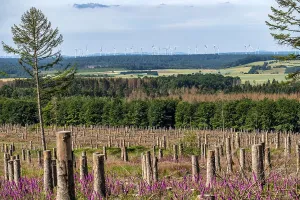 Cleared forest in the Eggegebirge