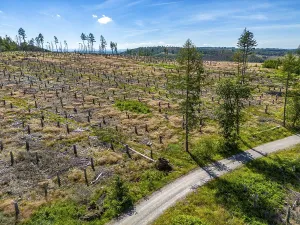 Cleared forest in the Eggegebirge