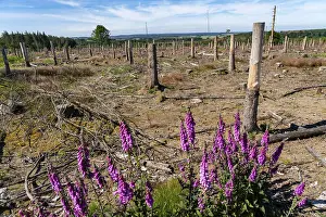 Cleared forest in the Eggegebirge