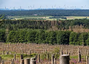 Cleared forest in the Eggegebirge