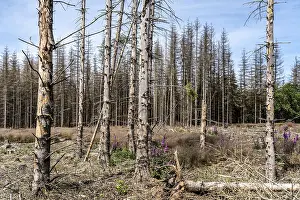 Cleared forest in the Eggegebirge