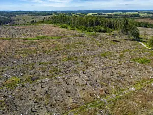 Cleared forest in the Eggegebirge