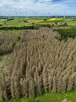 Cleared forest in the Eggegebirge