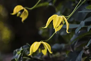 Clematis Bill McKensie (orientalis)