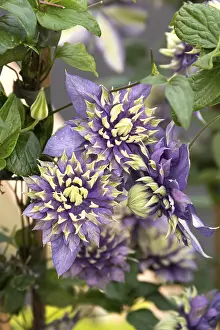 Clematis TAIGA, Plantarium 2016, Netherlands