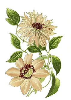 Clematis var aureliana, var Sophia