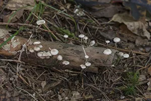 Clerine tree fungi on a tree stump in a mixed forest