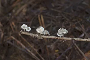 Clerine tree mushrooms on a scrawny branch