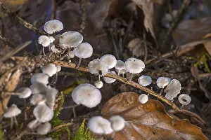 Clerine tree mushrooms on a scrawny branch