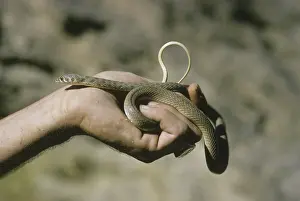 Cliff Racer (Coluber rhodorachis) held in hand