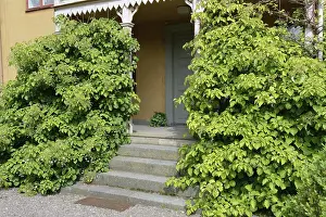Climbing hoards in front of a wooden veranda( Hydrangea anomala ssp)