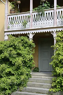 Climbing hoards in front of a wooden veranda( Hydrangea anomala ssp)