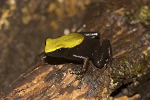 Climbing mantella (Mantella laevigata) amongst foliage