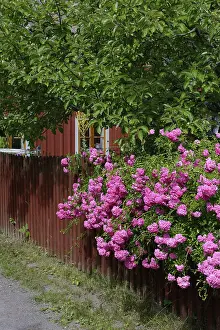 Climbing roses with garden fence