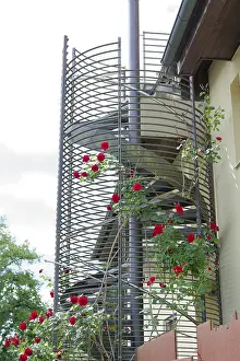 Climbing roses, spiral staircase