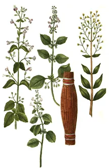 Clinopodium (Calamintha) montana and common white calamus