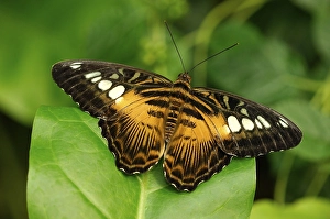Clipper, butterfly (Parthenos sylvia)