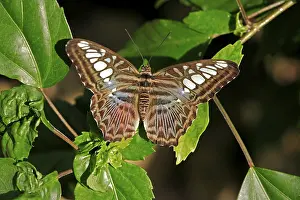 Clipper or Malaysian Blue butterfly (Parthenos sylvia violacea)