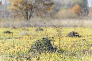 Clod of earth called molehill, caused by a mole