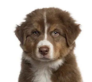 Close up of an Australian shepherd puppy looking at the camera