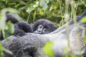 Close up of a baby Mountain gorilla in the Virunga National Park