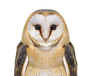 Close up on a Barn Owl head, Tyto alba