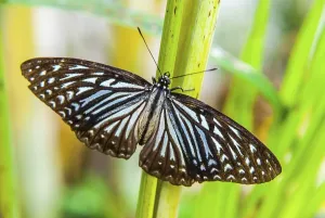 Close up of beautiful butterfly with outstretched wings on green plant