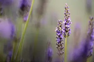 Close Up of Beautiful Lavender blooming in early summer on a sunny day with soft background bokeh