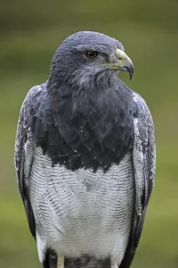 Close up of Black-chested buzzard-eagle (Geranoaetus melanoleucus)