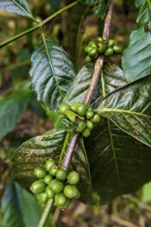 Close up of coffee beans (Rubiaceae) on a coffee plantation in the jungle of Sao Tome